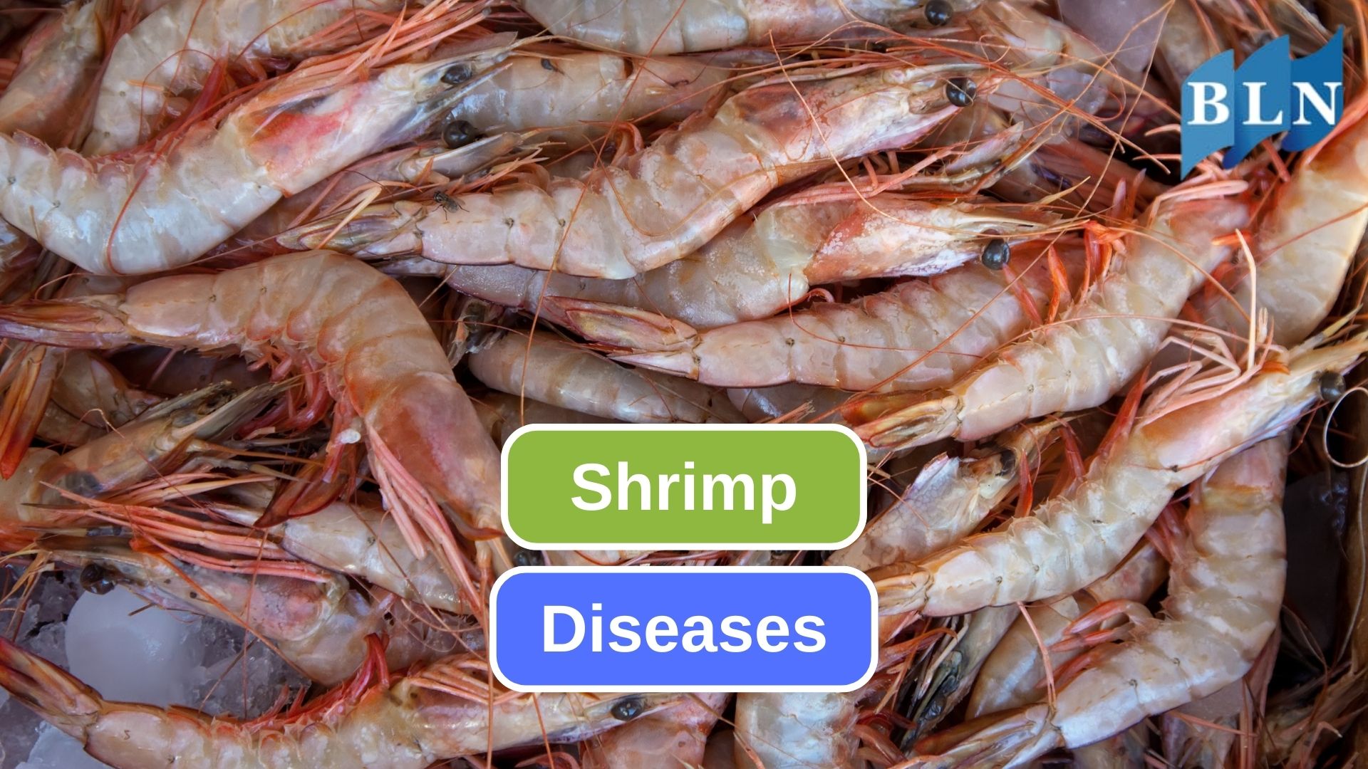 10 Diseases that Often Appear in Shrimp Farming